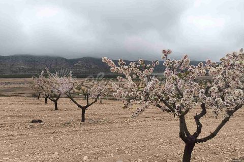 Helårsgrund i Yecla, Murcia, Yecla - € 45.000 | Ref: SF0565 - foto 9